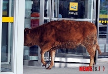 전남도청 진입 시도하는 송아지