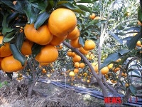 장흥산 아열대과일 `천혜양 맛보세요…무농약인증