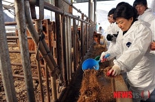 한우 축사에서 사료 배급하는 박근혜 위원장