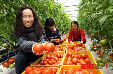 강진산 토마토 맛보세요