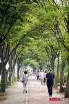 가로수, 실생활에 꼭 필요…가로숲 녹지형태가 좋아
