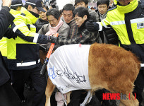 정부가 직접 소 키워보라 해!