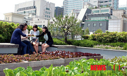 서울시, 옥상텃밭 시범사업 참여건물 모집