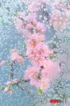성에속의  얼음꽃