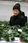 딸기하우스에 들어온 박근혜 위원장