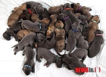 獨 강아지 복 터진 여성… 3일 만에 강아지 27마리 태어나