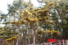 보령 삽시도리 ‘황금곰솔’ 눈길