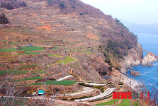 봄을 품은 다랭이마을