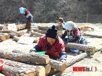 영동 표고버섯 종균 접종 한창