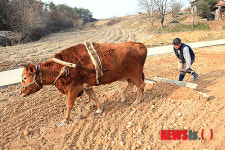 밭 고르기 나선 우공(牛公)