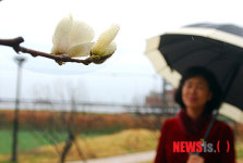 촉촉히 내리는 봄비