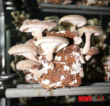 부농꿈 심는 밀양 표고버섯 대박