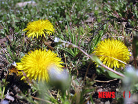 꽃 피운 노랑민들레