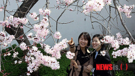 화사한 연분홍 살구꽃