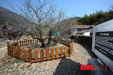 산청 3대 매화