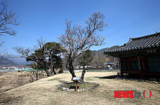 산청 3대 매화
