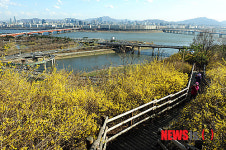 개나리 가득한 응봉산