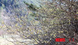 멸종위기 히어리 군락지 발견