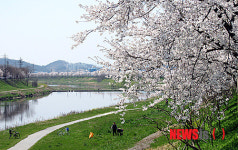 절정 이룬 광주천 벚꽃