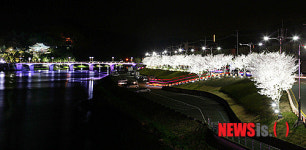 영남루와 벚꽃 야경이 화려한 밀양 밤