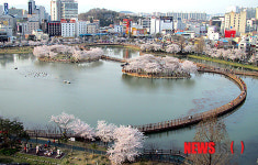 벚꽃 수놓은 운천저수지