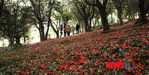 레드카펫 깔린 동백숲