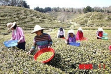 우전차 수확 한창인 보성 녹차밭