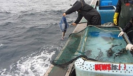 수과원, 동해안 대구 회유경로 추적