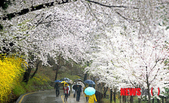 봄비 내리는 남산 등산로
