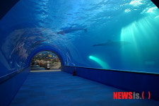 장생포 돌고래 가족 고래문화상 받는다