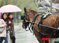 궂은 날씨에 운영되는 관광마차
