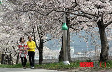 서산 해미천 벚꽃 절정