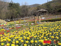 [소식] 계양구, 계양산 산림욕장에 튤립 3만본 활짝
