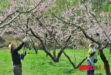 음성 감곡은 지금 무릉도원