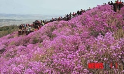 강화 고려산 진달래 축제