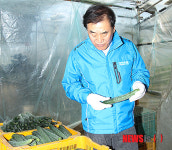 새누리당 이재오 의원, 오이농장 방문