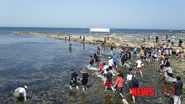 포항 호미곶 돌문어 잡기체험 ‘신명난다’
