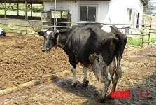 보령 천북 평생 우유 78만개 짜낸 슈퍼젖소 화제