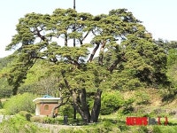 보령 청라면 수령 462년 된 ‘명품 육소나무’