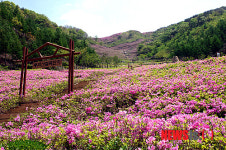 장수 봉화산 철쭉