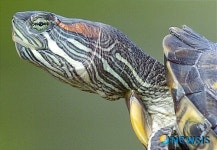 [윤신근 애견]거북 한번 키워볼까