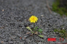 아스팔트 위 민들레