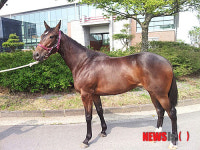 국내 경주마 경매서 최고가 1억4700만원 암말 탄생