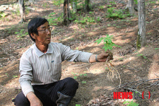 함양 최고의 산양삼 농가 김경회씨