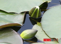 물오른 수연 꽃망울