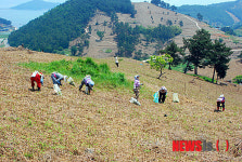 창선면 고사리 농장