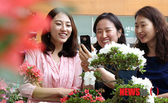 서초구, 철쭉분재 및 야생화 전시