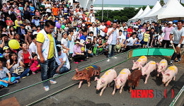 달려라 달려!, 돼지 달리기대회