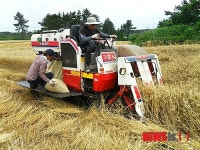 제주 우리 밀 수확