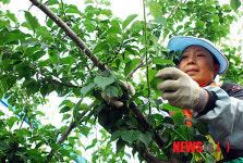 하동매실 수확 한창